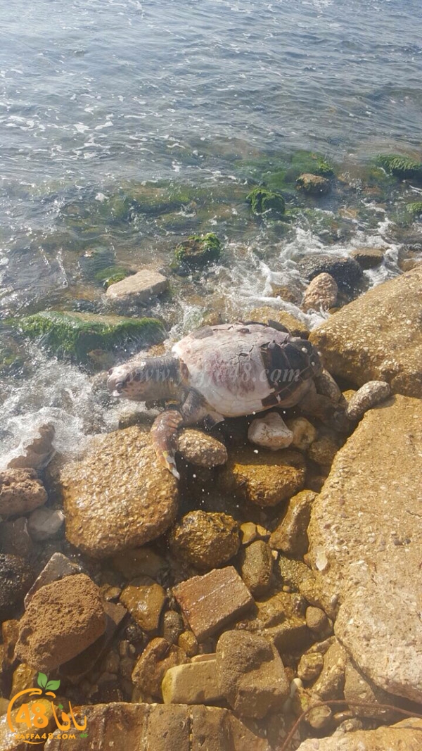 turtle motanah yaffj (2).jpg